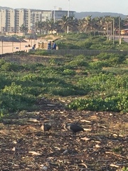 Bostrychia hagedash hagedash