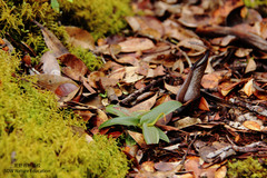 Nepenthes tentaculata