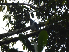 Morphnarchus princeps