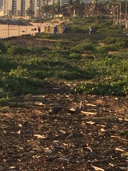 Bostrychia hagedash hagedash