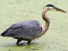 Ardea herodias