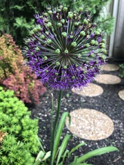Allium giganteum
