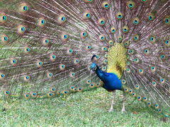 Pavo cristatus