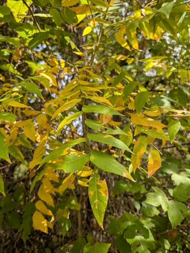 Sapindus saponaria observed 2026-10-30