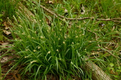 Carex aurea