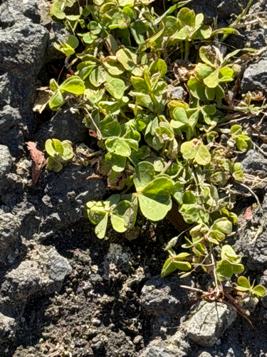 Oxalis corniculata observed 2026-10-31