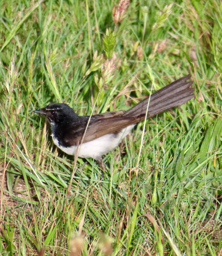 Rhipidura leucophrys observed 2026-10-31