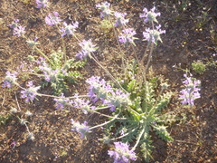 Salvia carduacea