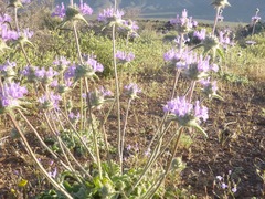 Salvia carduacea