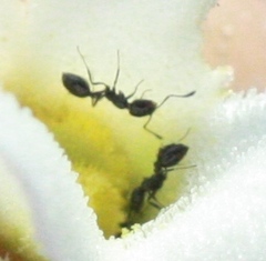 Monomorium ergatogyna