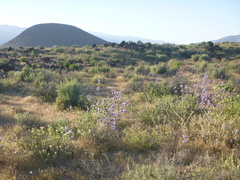 Salvia carduacea