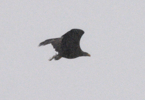 Haliaeetus albicilla observed 2026-10-31