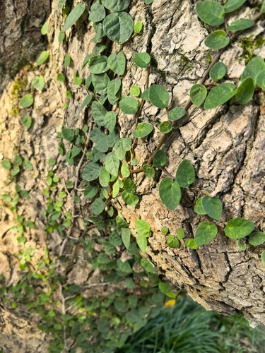 Ficus observed 2026-10-31