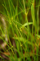 Carex trisperma