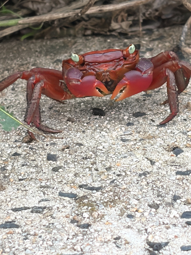 Chiromantes haematocheir observed 2026-10-20