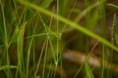 Carex trisperma