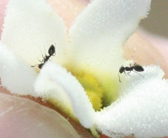 Monomorium ergatogyna