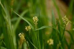 Carex aurea