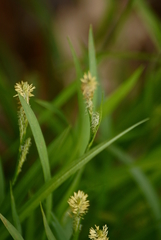 Carex aurea