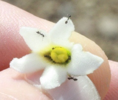 Monomorium ergatogyna