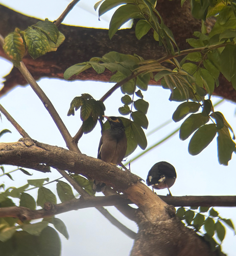 Acridotheres tristis observed 2026-10-31