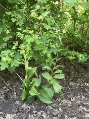 Veratrum insolitum