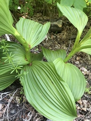 Veratrum insolitum
