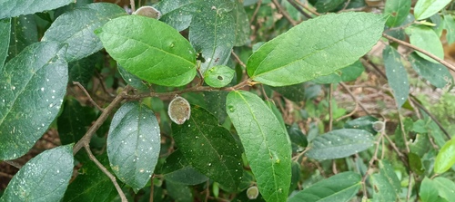 Ficus observed 2026-10-31