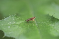 Norellisoma spinimanum
