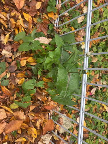 Sonchus oleraceus observed 2026-10-31