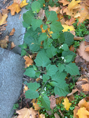 Solanum nigrum observed 2026-10-31