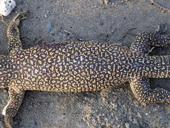 Varanus timorensis