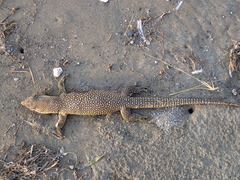 Varanus timorensis