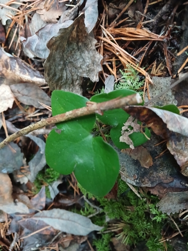 Hepaticae observed 2026-10-31