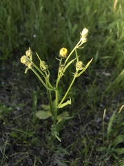 Crepis biennis