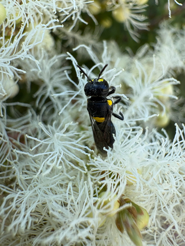 Hylaeus observed 2026-10-31