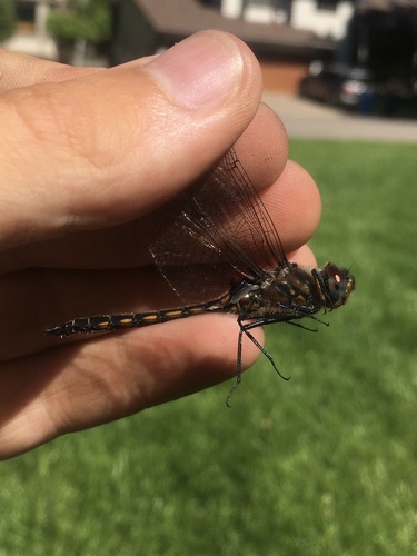 Spiny Baskettail photo 3