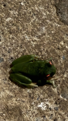 Litoria observed 2026-10-31