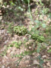 Sanguisorbinae