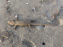 Varanus timorensis