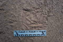 Colaptes auratus