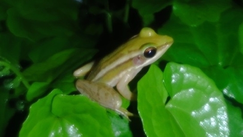 Hylarana erythraea observed 2026-10-29