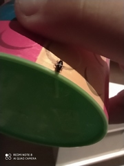 Insecta