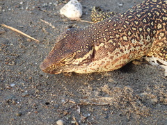 Varanus timorensis