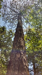 Pinus teocote