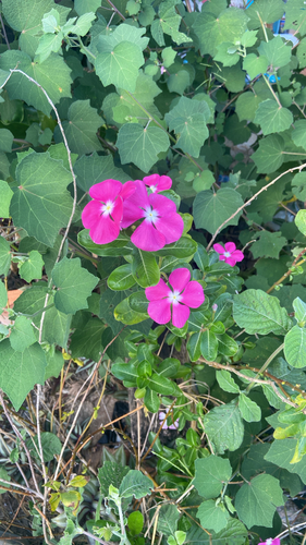Catharanthus roseus observed 2026-10-31