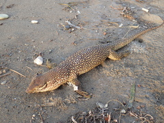 Varanus timorensis