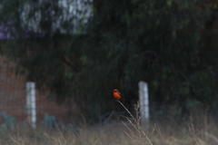 Pyrocephalus rubinus