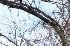 Cynanthus latirostris