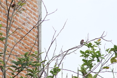 Haemorhous mexicanus